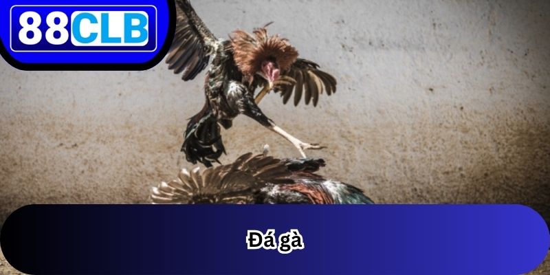 Đá Gà 1 Đá Gà