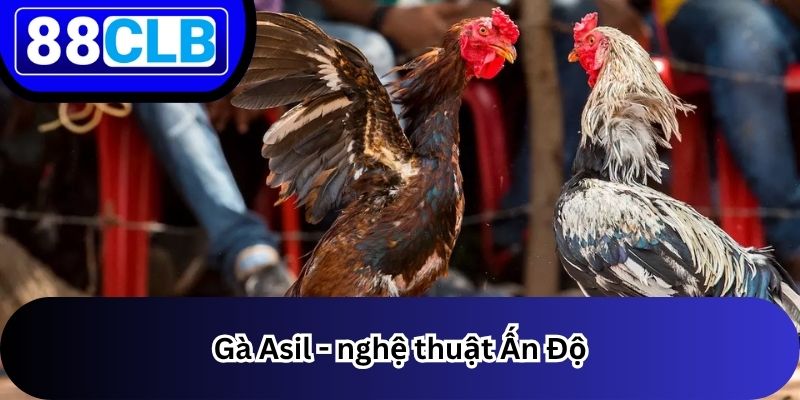 Đá Gà 2 Gà Asil - nghệ thuật Ấn Độ