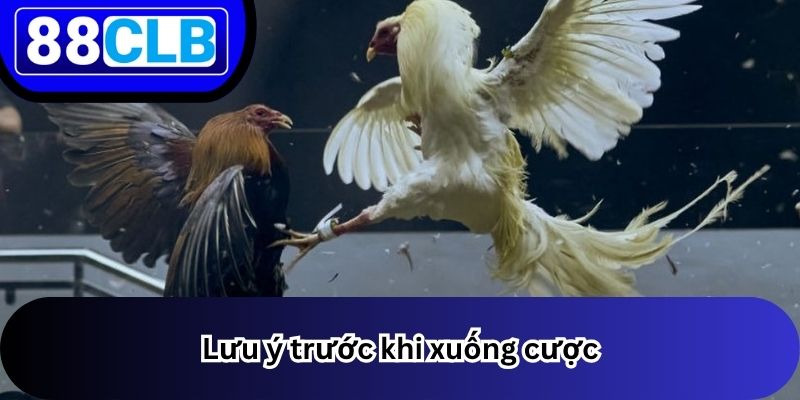 Đá Gà 3 Lưu ý trước khi xuống cược